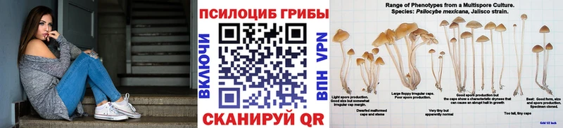 Галлюциногенные грибы Psilocybine cubensis  Глазов 